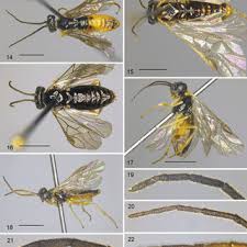 Attēlu rezultāti vaicājumam “Euura acutifoliae”