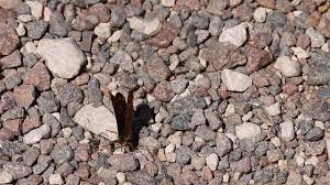 Attēlu rezultāti vaicājumam “Euphydryas maturna upperside”