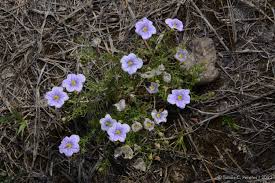 Image result for Nierembergia