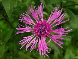 Image result for Centaurea pseudophrygia
