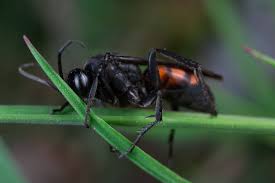 Attēlu rezultāti vaicājumam “Anoplius viaticus”