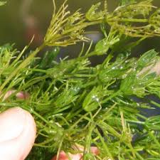 Attēlu rezultāti vaicājumam “Chara polyacantha”