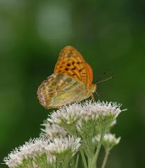 Attēlu rezultāti vaicājumam “Argynnis paphia”
