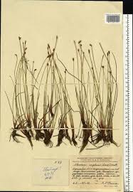 Attēlu rezultāti vaicājumam “Eleocharis uniglumis”