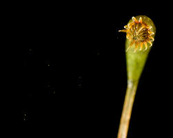 Attēlu rezultāti vaicājumam “Hygroamblystegium varium sporophyte”