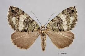 Attēlu rezultāti vaicājumam “Hydriomena furcata”