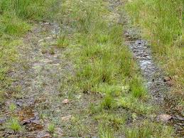 Attēlu rezultāti vaicājumam “Pohlia wahlenbergii macro”