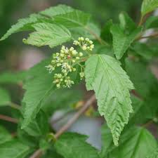 Attēlu rezultāti vaicājumam “Acer tataricum subsp. ginnala flower”
