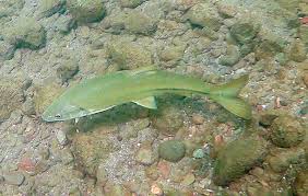 Image result for Mylopharodon conocephalus