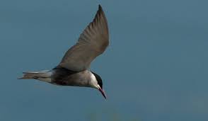 Attēlu rezultāti vaicājumam “Chlidonias hybrida adult”