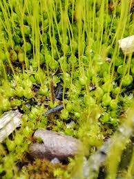 Attēlu rezultāti vaicājumam “Funaria hygrometrica”