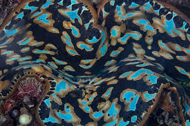 Image result for tridacna