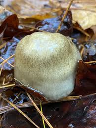 Attēlu rezultāti vaicājumam “Hygroamblystegium humile sporophyte”