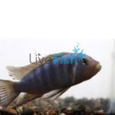Risultati immagini per cynotilapia pulpican