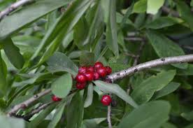 Attēlu rezultāti vaicājumam “Daphne mezereum fruit”