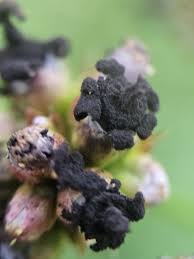 Attēlu rezultāti vaicājumam “Sphacelotheca hydropiperis”