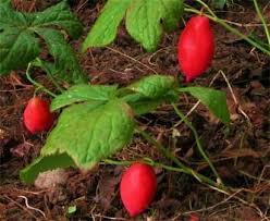 Attēlu rezultāti vaicājumam “Podophyllum hexandrum fruit”