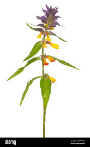 Attēlu rezultāti vaicājumam “Melampyrum nemorosum”