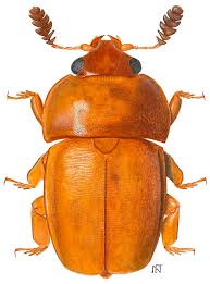 Attēlu rezultāti vaicājumam “Meligethes sp.”