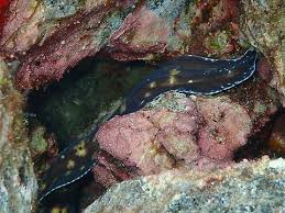 Image result for Muraena helena