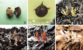 Attēlu rezultāti vaicājumam “Cordyceps farinosa”