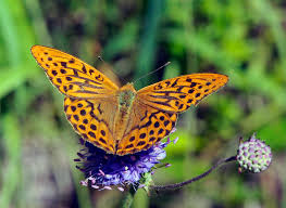 Attēlu rezultāti vaicājumam “Argynnis paphia”