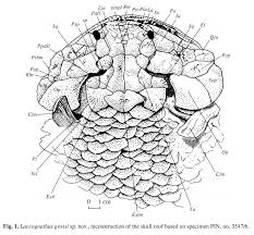 Attēlu rezultāti vaicājumam “Laccognathus panderi”