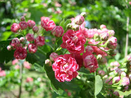 Attēlu rezultāti vaicājumam “Crataegus laevigata flower”