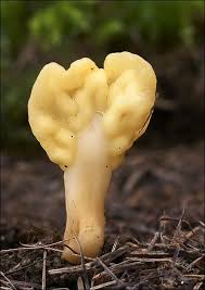 Attēlu rezultāti vaicājumam “Spathularia flavida”