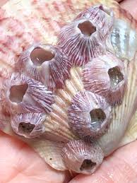 Attēlu rezultāti vaicājumam “Balanus improvisus”