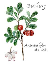 Attēlu rezultāti vaicājumam “Arctostaphylos uva-ursi fruit”