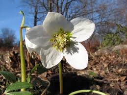 Attēlu rezultāti vaicājumam “xComagaria rosea  flower”