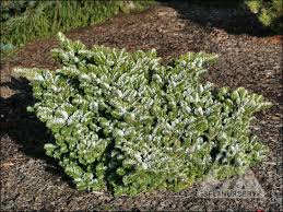 Attēlu rezultāti vaicājumam “Abies veitchii”