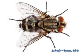 Attēlu rezultāti vaicājumam “Tachinidae”