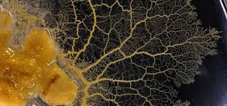 Attēlu rezultāti vaicājumam “Physarum nitens sessile”