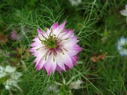 Image result for Nigella damascena