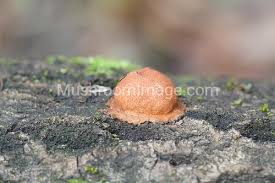 Attēlu rezultāti vaicājumam “Fuligo leviderma”