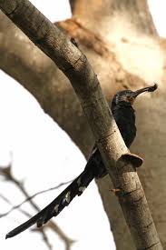 Image result for hoepoe