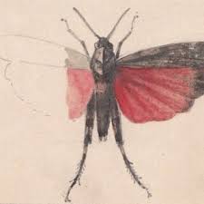 Attēlu rezultāti vaicājumam “Psophus stridulus”