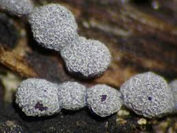 Attēlu rezultāti vaicājumam “Badhamia foliicola”