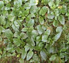 Attēlu rezultāti vaicājumam “Prunella vulgaris leaf”