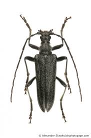 Attēlu rezultāti vaicājumam “Oxymirus cursor”