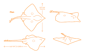 Image result for Dipturus batis