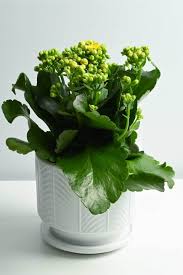 Image result for Kalanchoe blossfeldiana