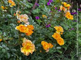 Attēlu rezultāti vaicājumam “xComagaria rosea  flower”