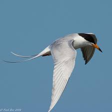 Image result for Sterna forsteri