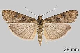 Attēlu rezultāti vaicājumam “Nomophila noctuella”