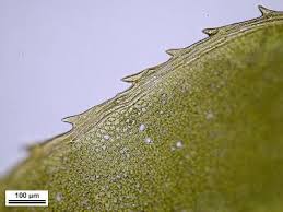 Attēlu rezultāti vaicājumam “Plagiomnium cuspidatum sporophyte”