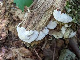 Attēlu rezultāti vaicājumam “Antrodiella”