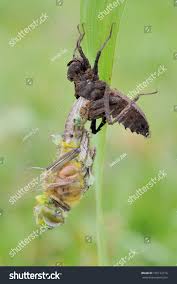 Attēlu rezultāti vaicājumam “Libellula quadrimaculata larva”